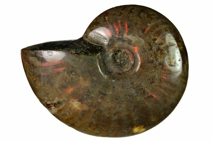 Red Flash Ammonite Fossil - Madagascar #151764